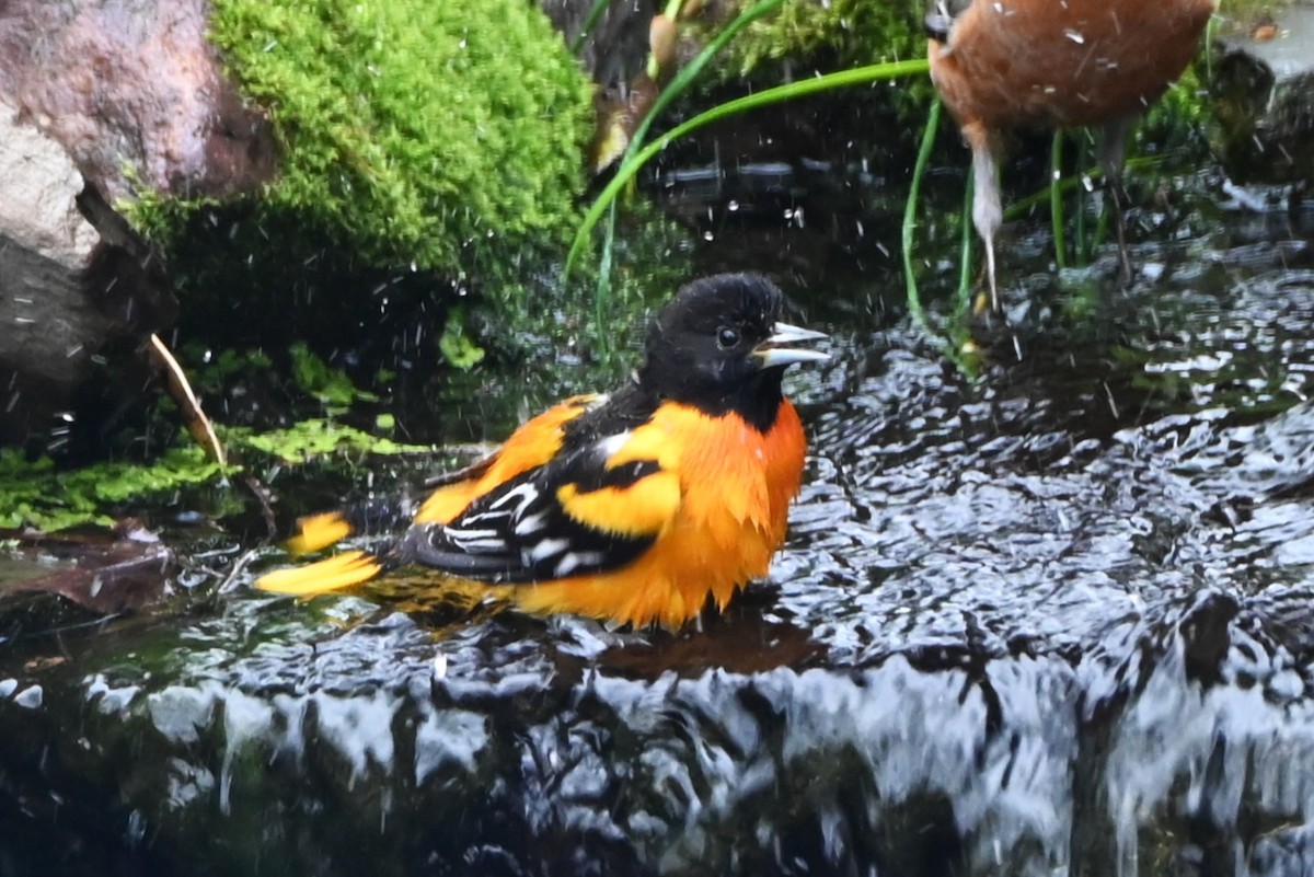 ボルチモアムクドリモドキ - ML647808766