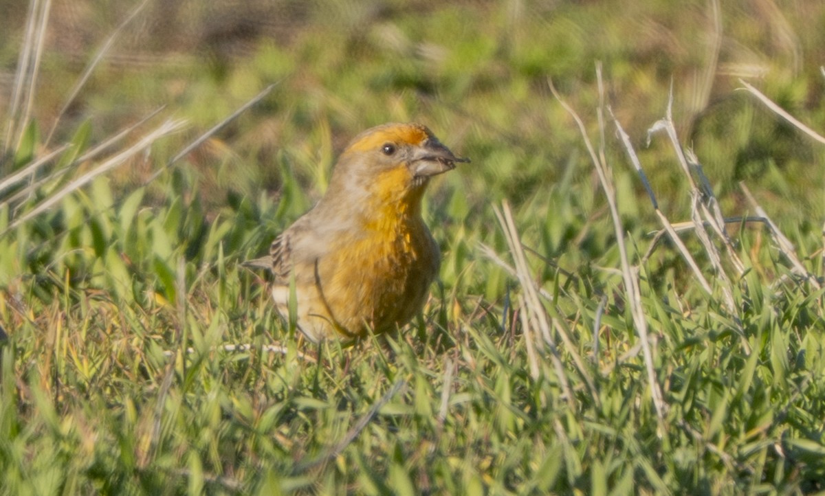 Чечевиця садова - ML647808771