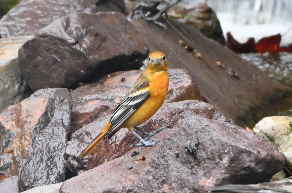 ボルチモアムクドリモドキ - ML647808772