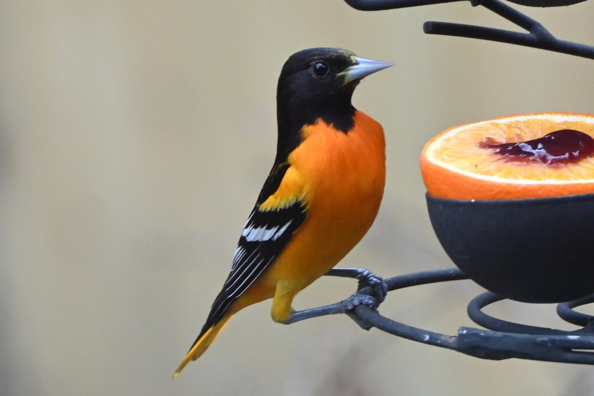 ボルチモアムクドリモドキ - ML647808782