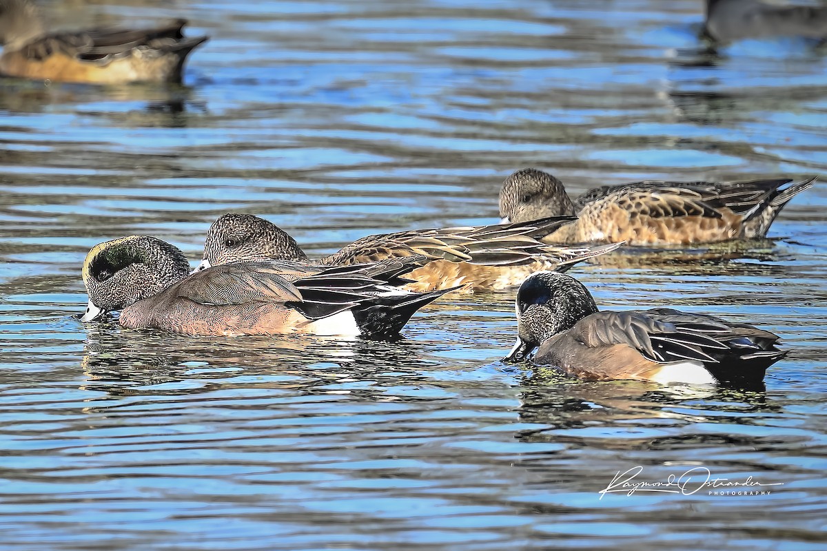 Свищ американський - ML647808794