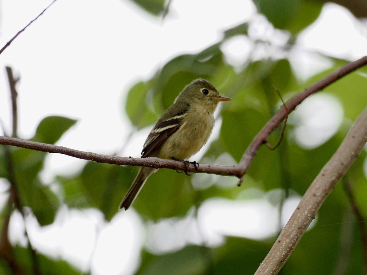 Желтобрюхий мухолов - ML647808795