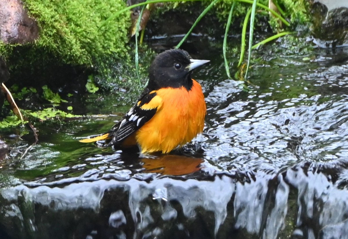 ボルチモアムクドリモドキ - ML647808812