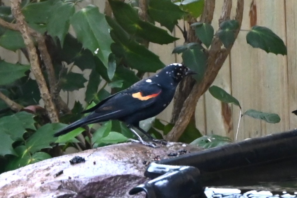 ハゴロモガラス - ML647808819