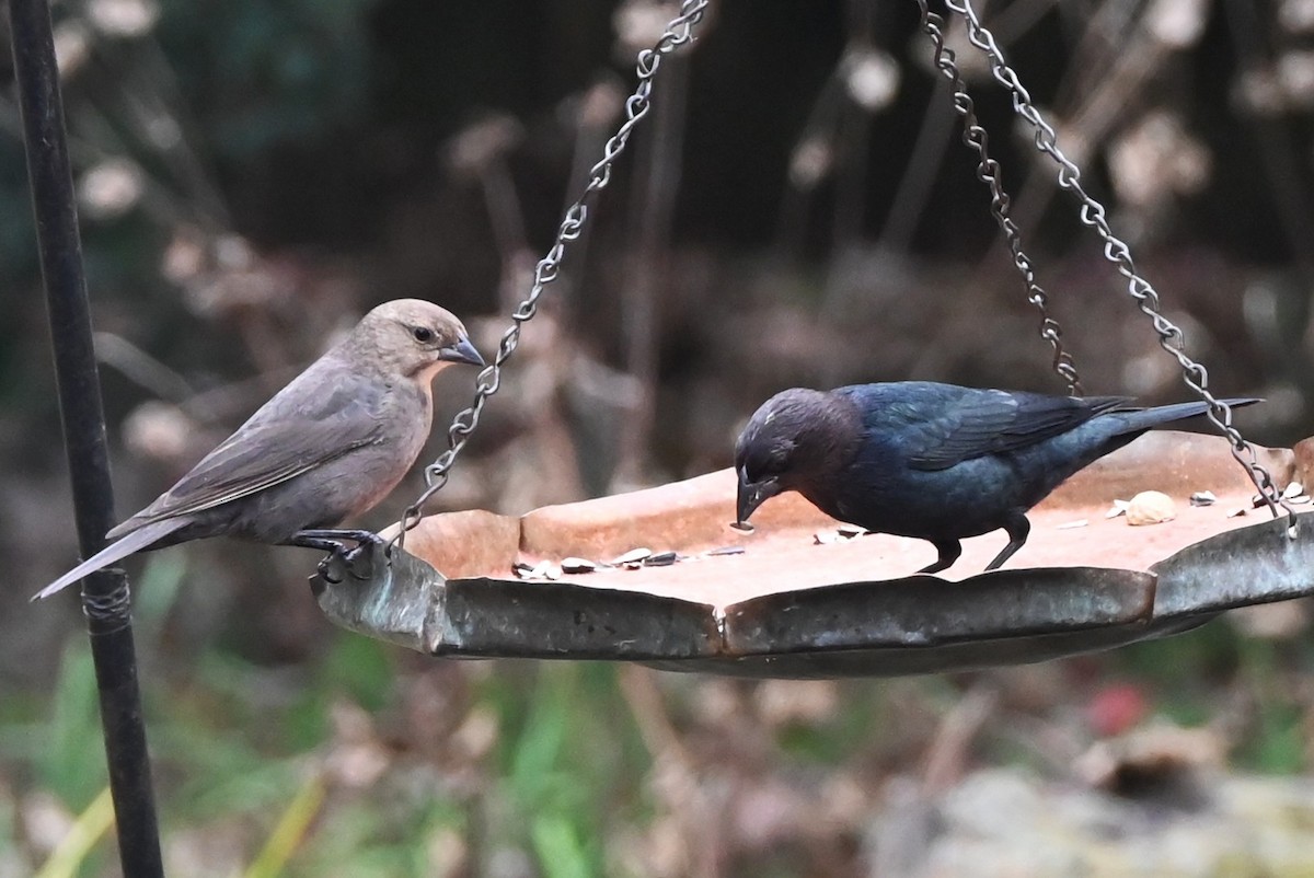 コウウチョウ - ML647808823