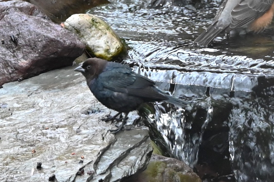 コウウチョウ - ML647808828