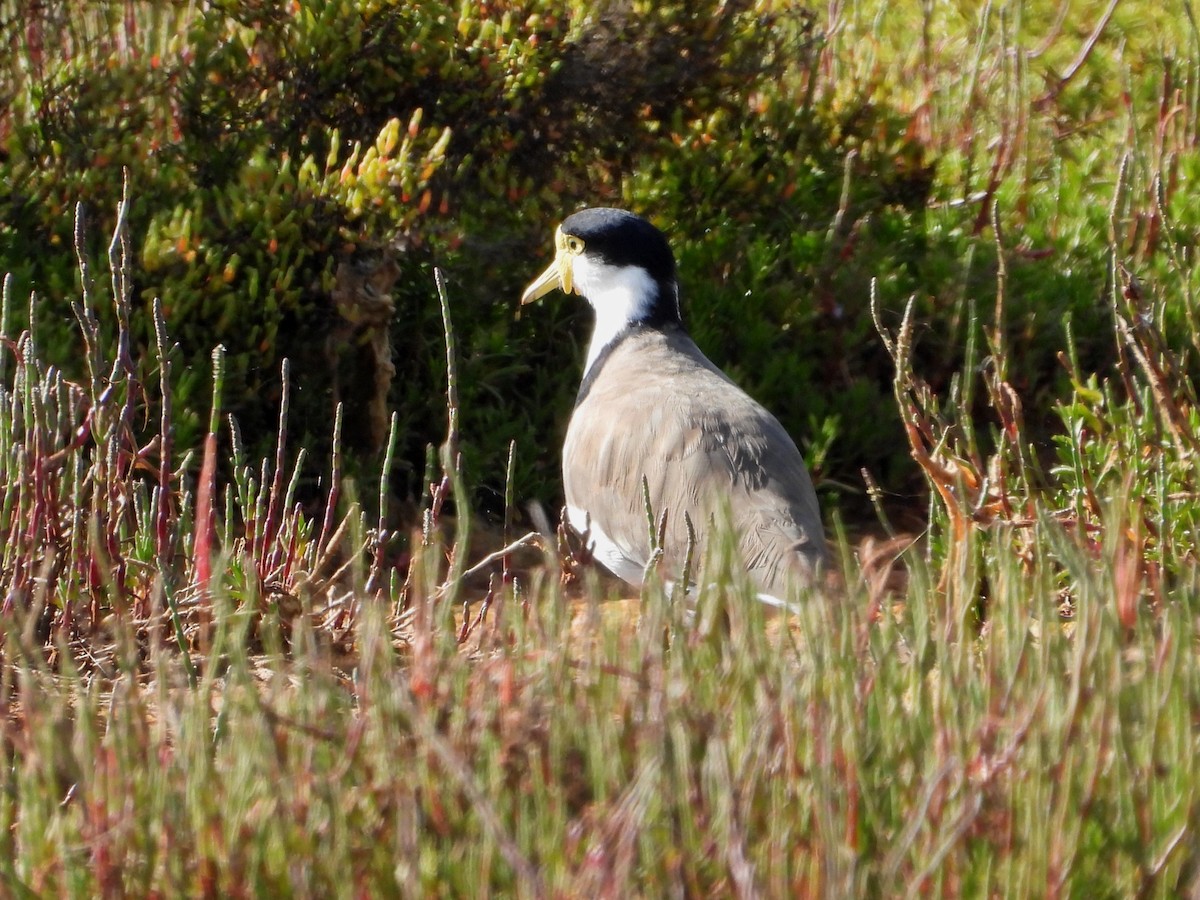 Hegabera maskaraduna - ML647808829