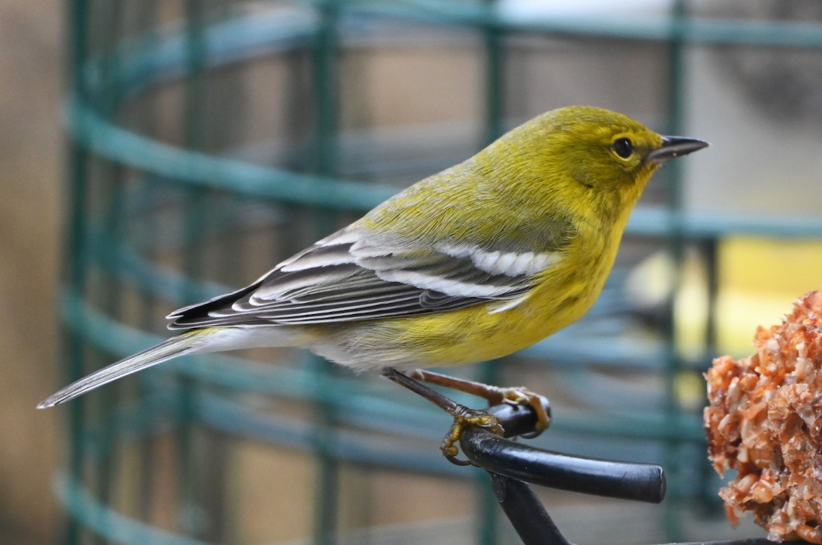 マツアメリカムシクイ - ML647808831