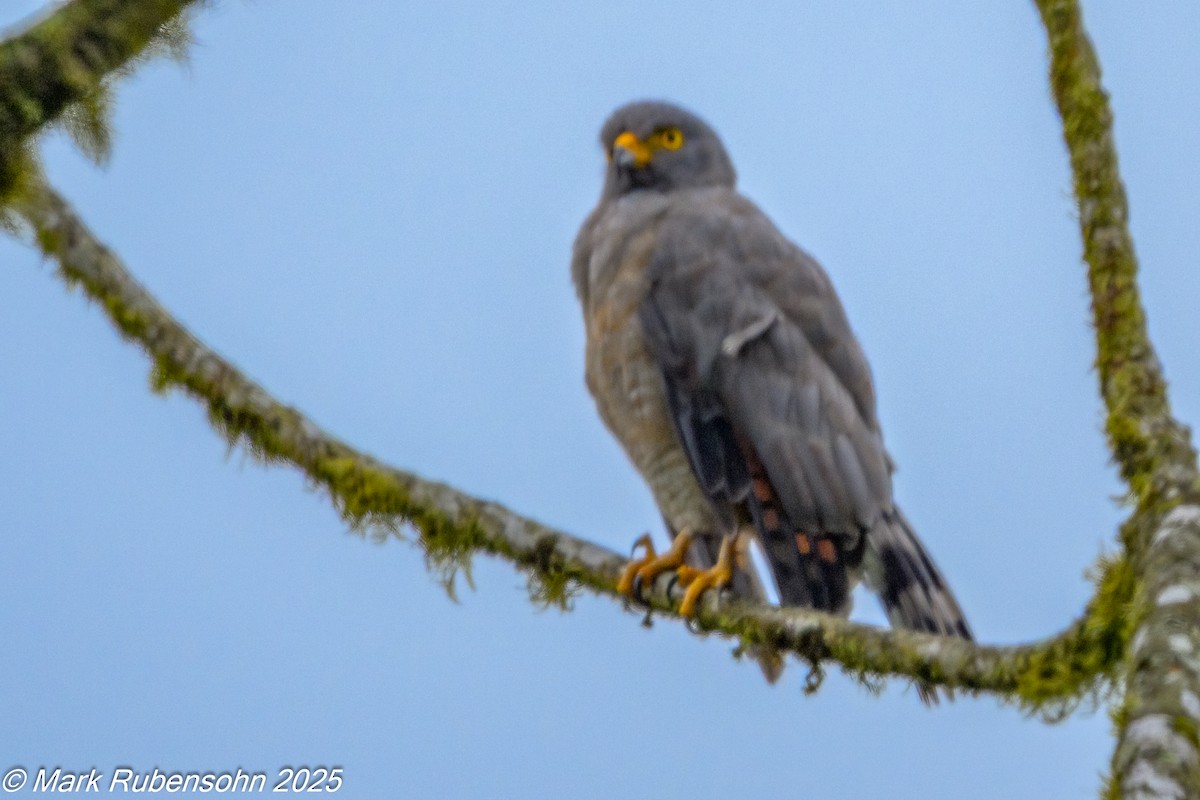 Roadside Hawk - ML647808869