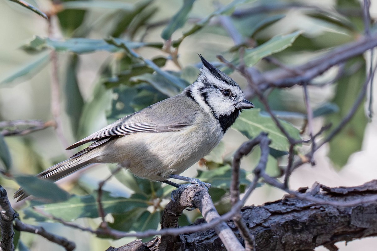 Bridled Titmouse - ML647808913