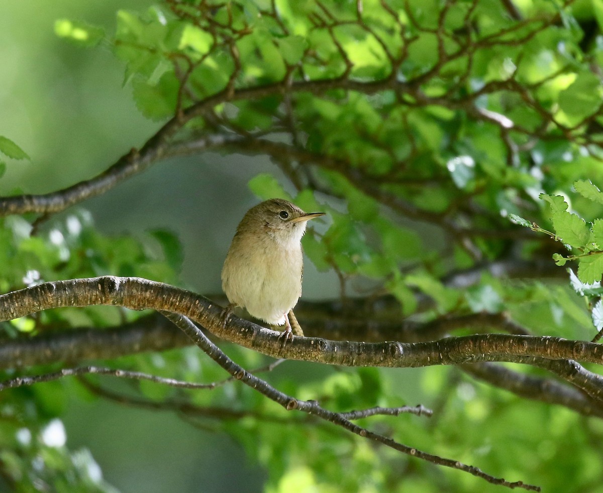 Southern House Wren - ML647808917