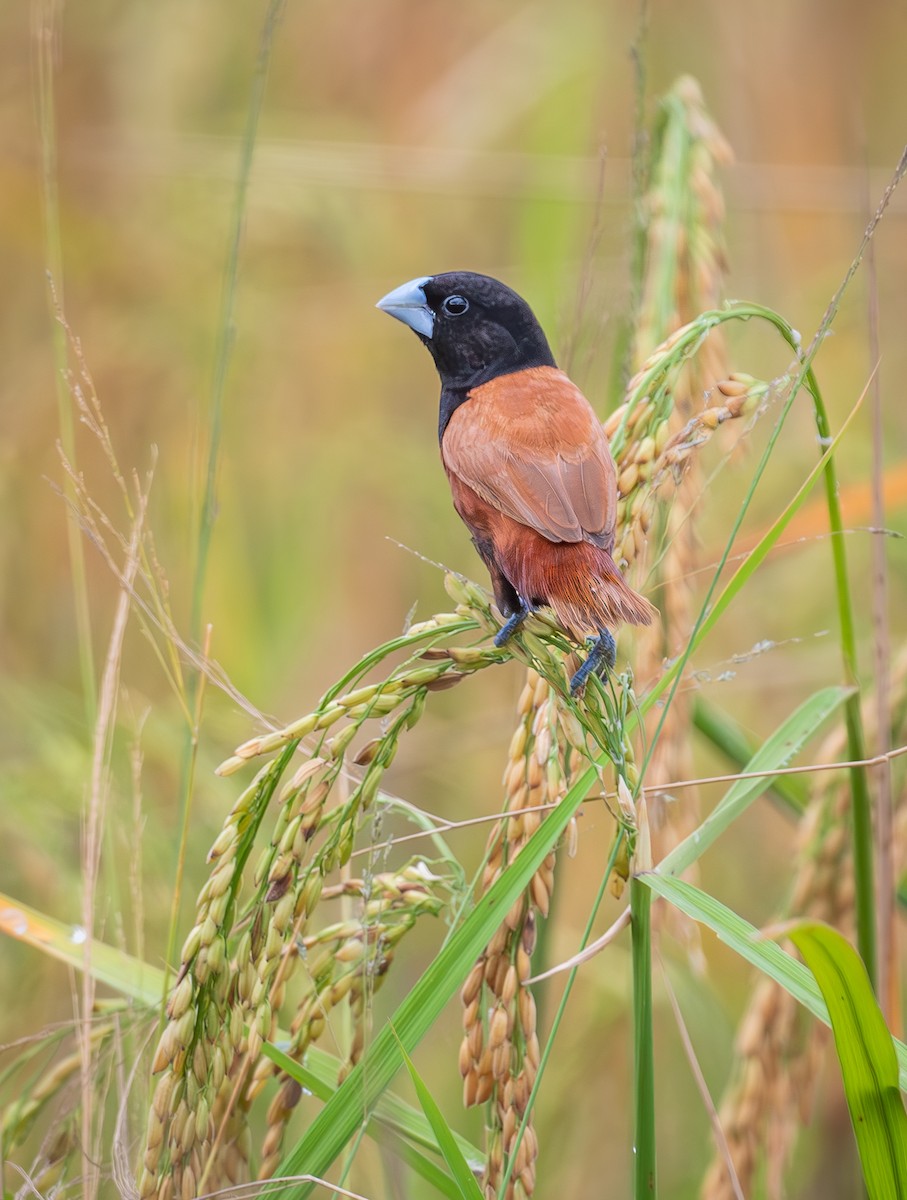 Capucin à tête noire - ML647808926
