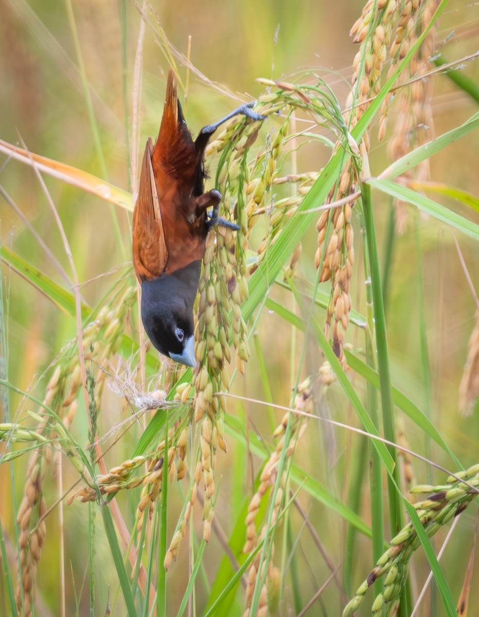 Capucin à tête noire - ML647808927