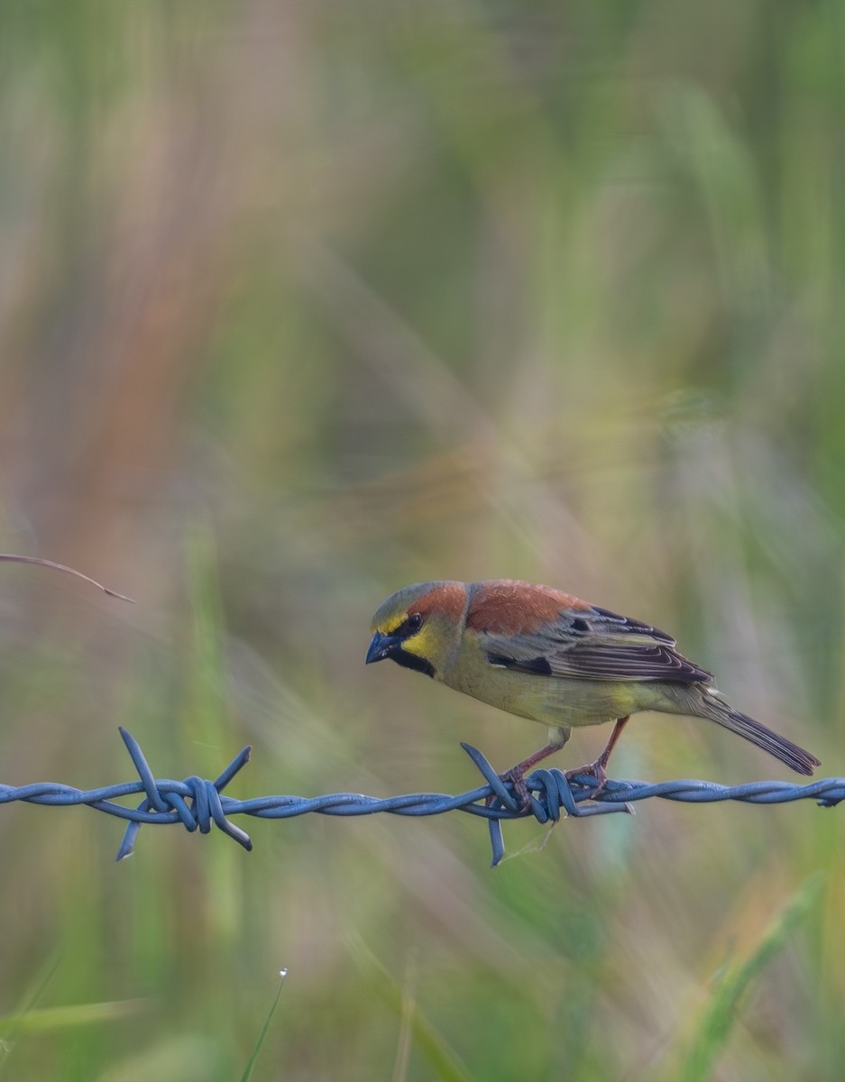 セアカスズメ - ML647808932