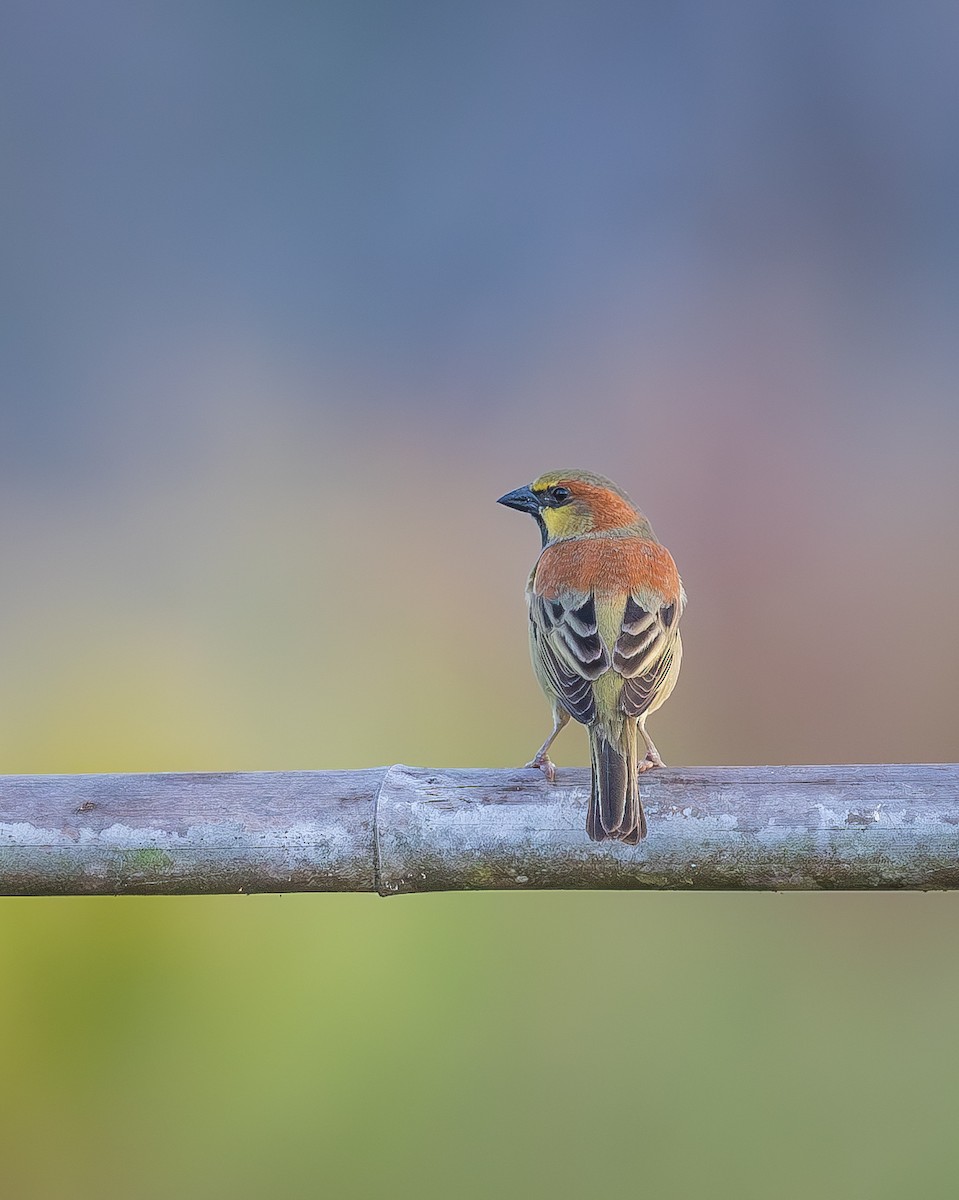 セアカスズメ - ML647808933