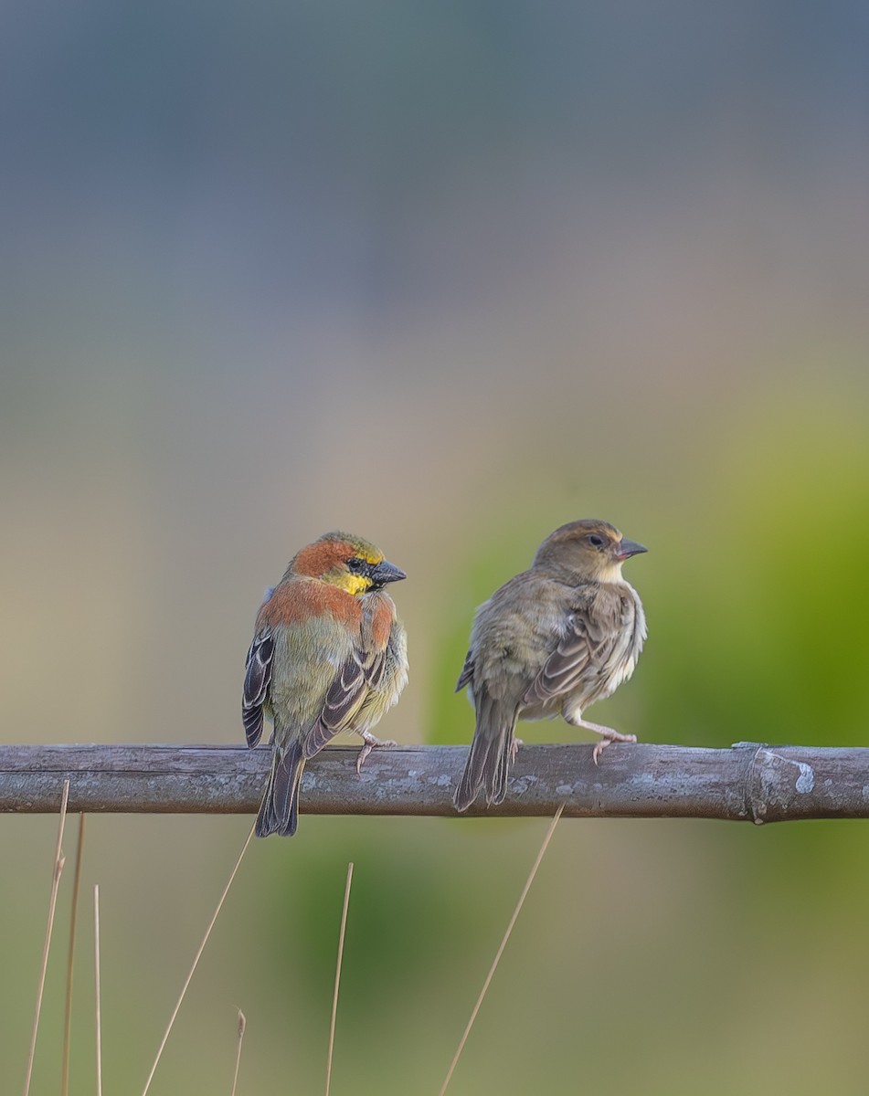 セアカスズメ - ML647808934