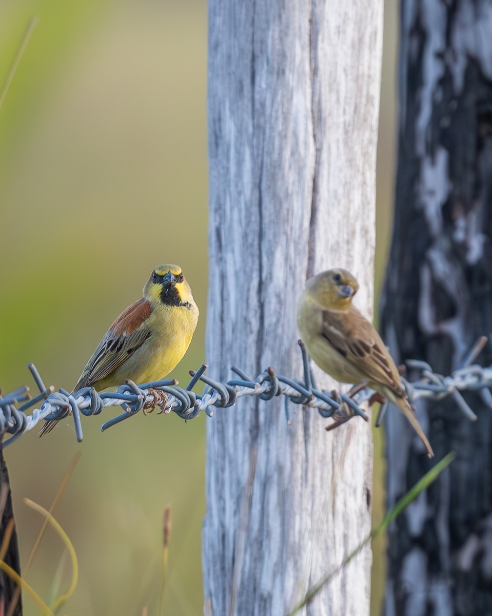 セアカスズメ - ML647808935