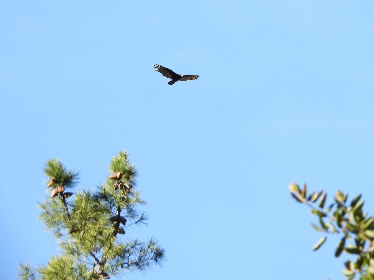 Turkey Vulture - ML647808975
