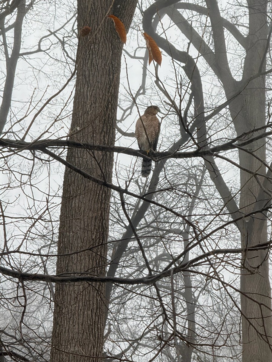 Cooper's Hawk - ML647808986