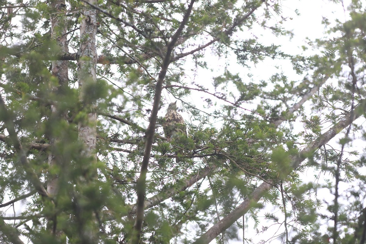 Grive draine - ML647808994