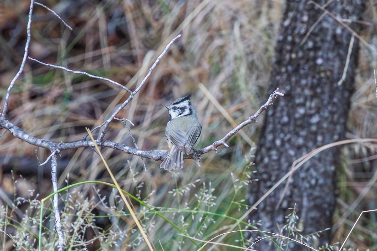 Bridled Titmouse - ML647808995