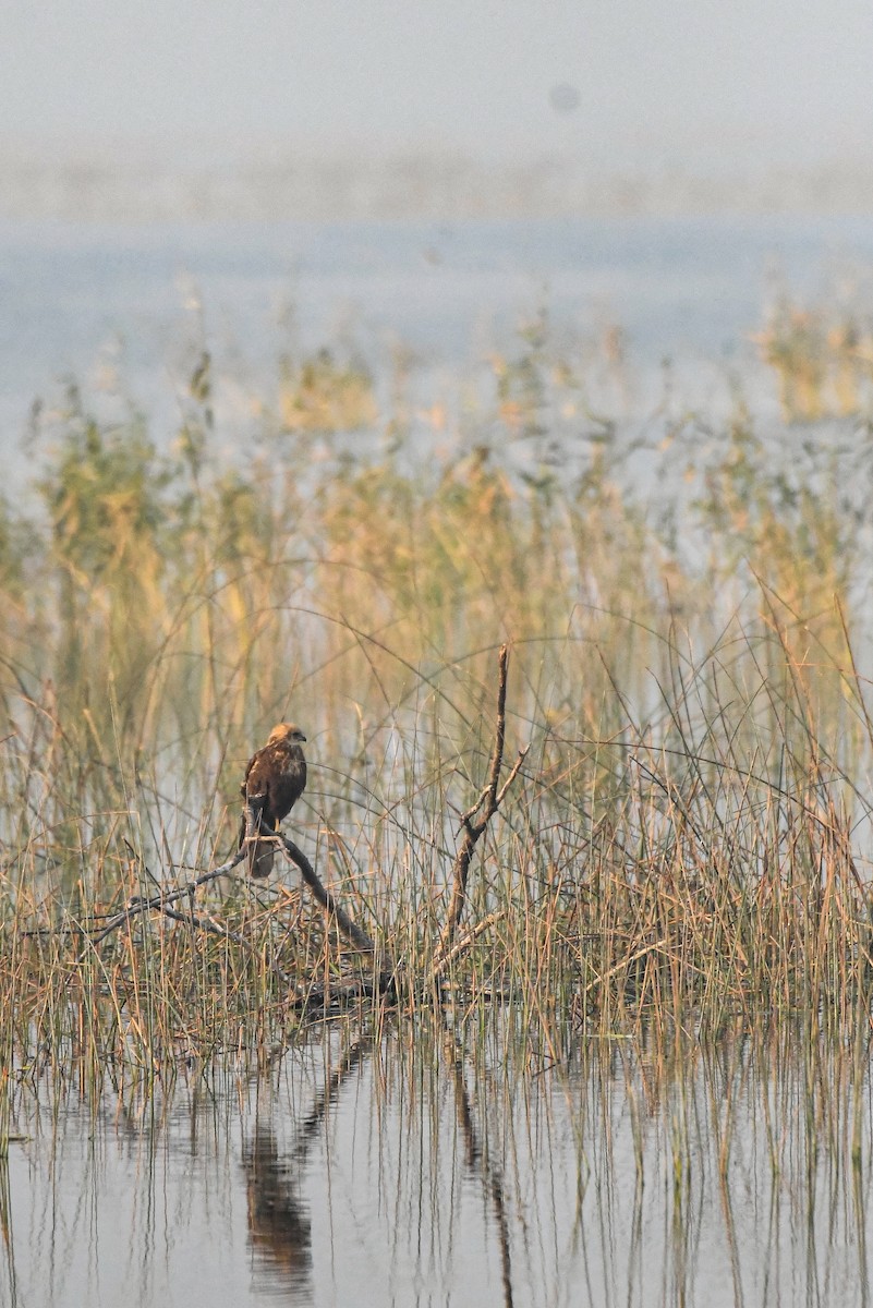 西方澤鵟 - ML647809000