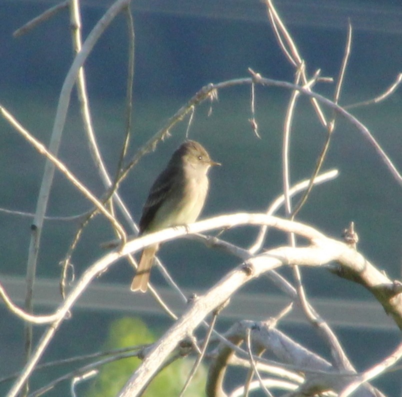 Western Wood-Pewee - ML647809004