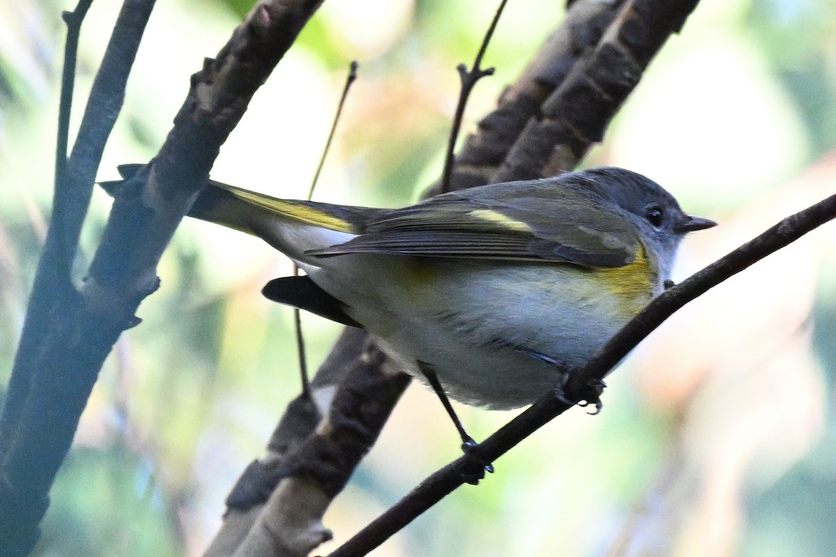 סבכון חכלילי - ML647809032