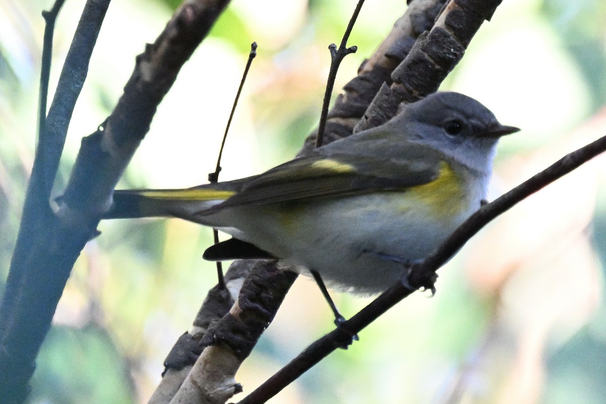 סבכון חכלילי - ML647809033