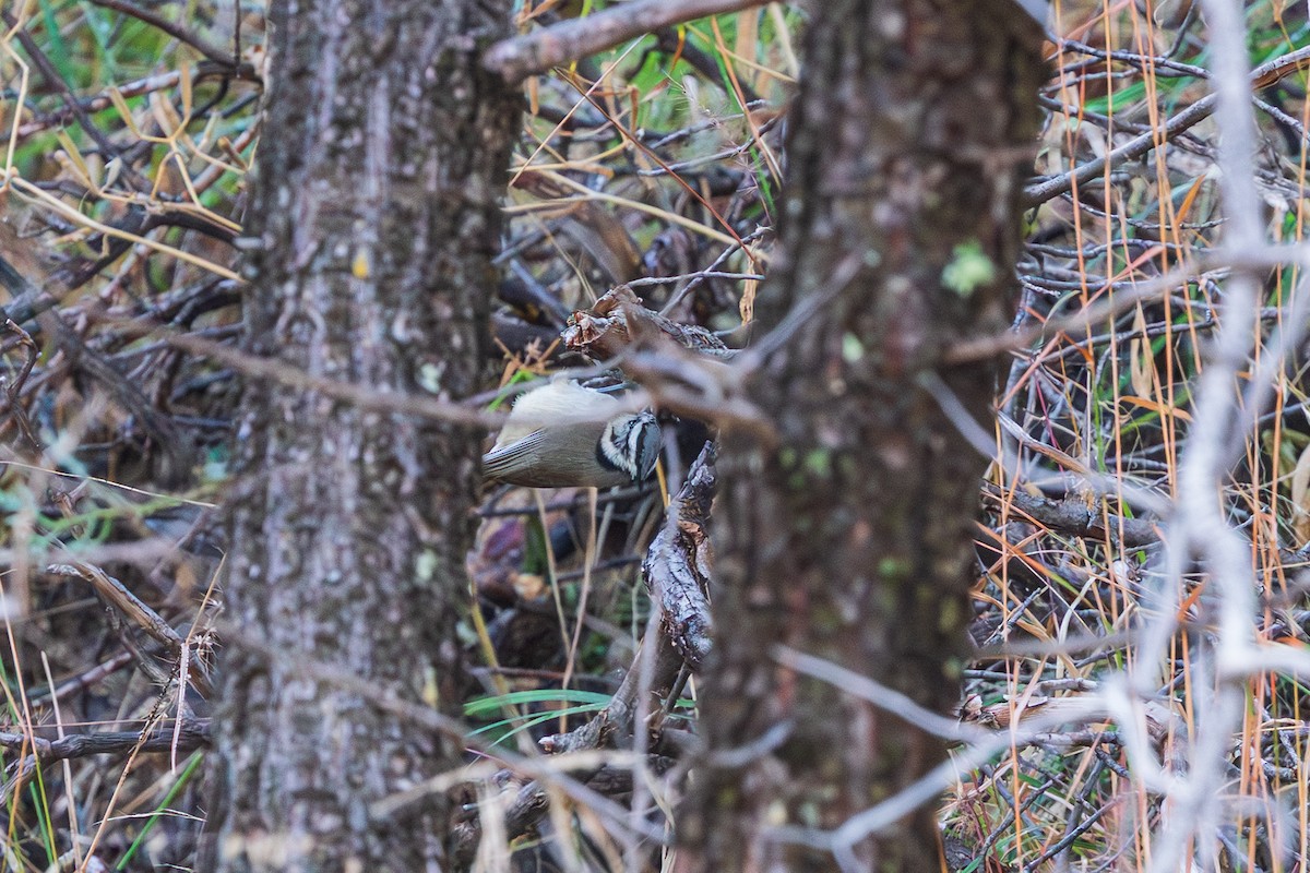 Bridled Titmouse - ML647809038