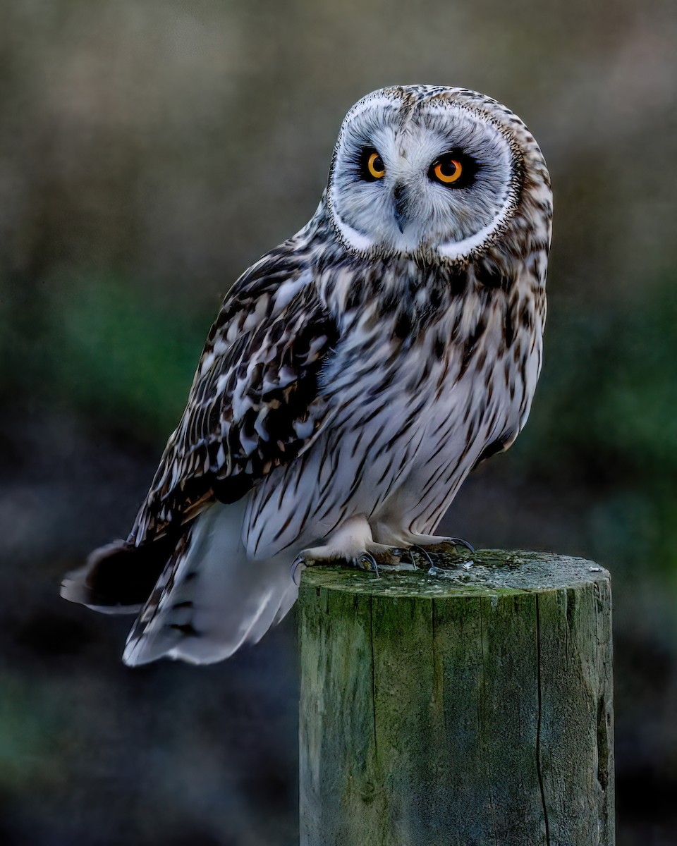 Short-eared Owl - ML647809048