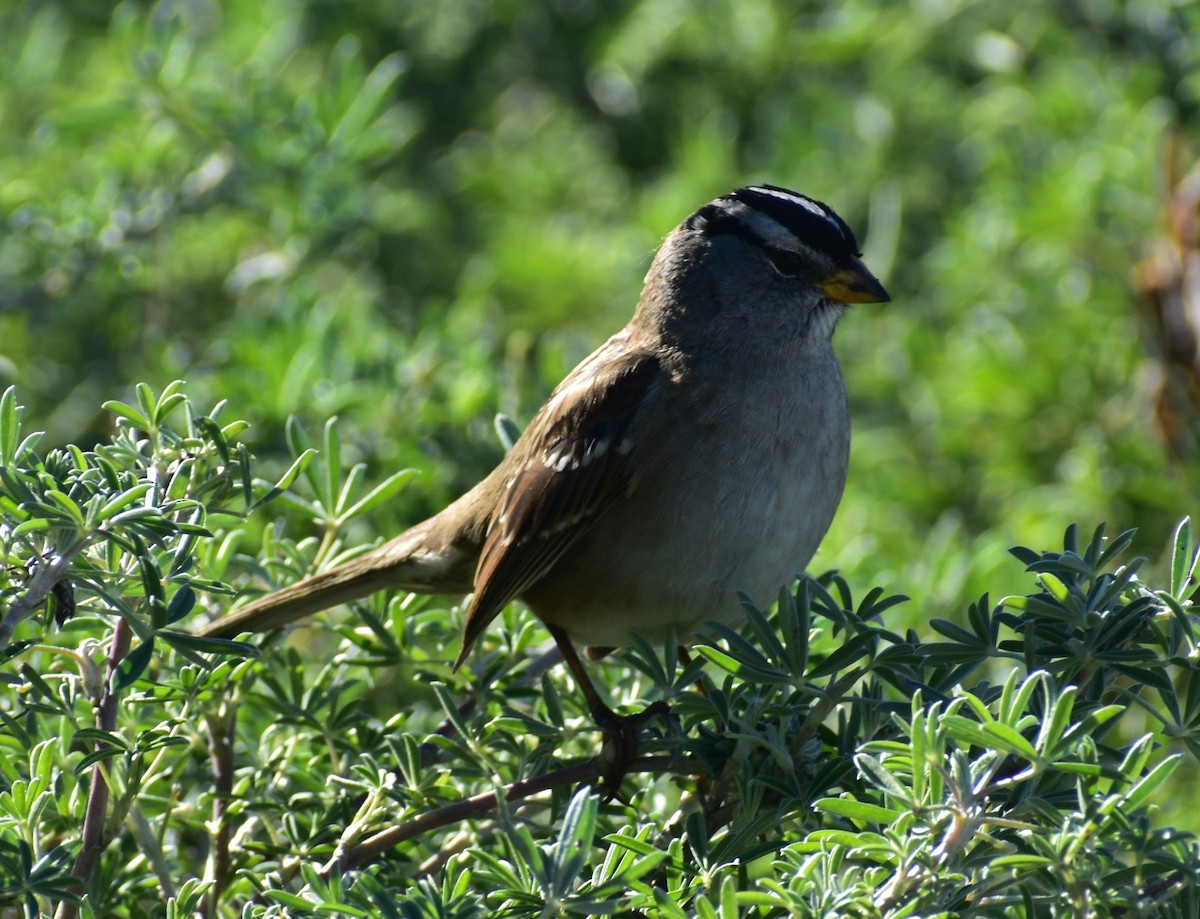 Porsuk Serçesi - ML647809063