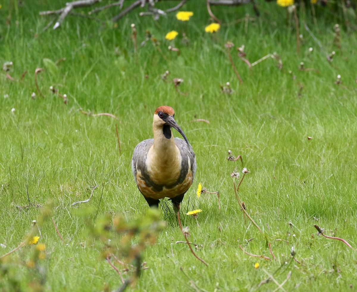 Чернолицый ибис - ML647809064