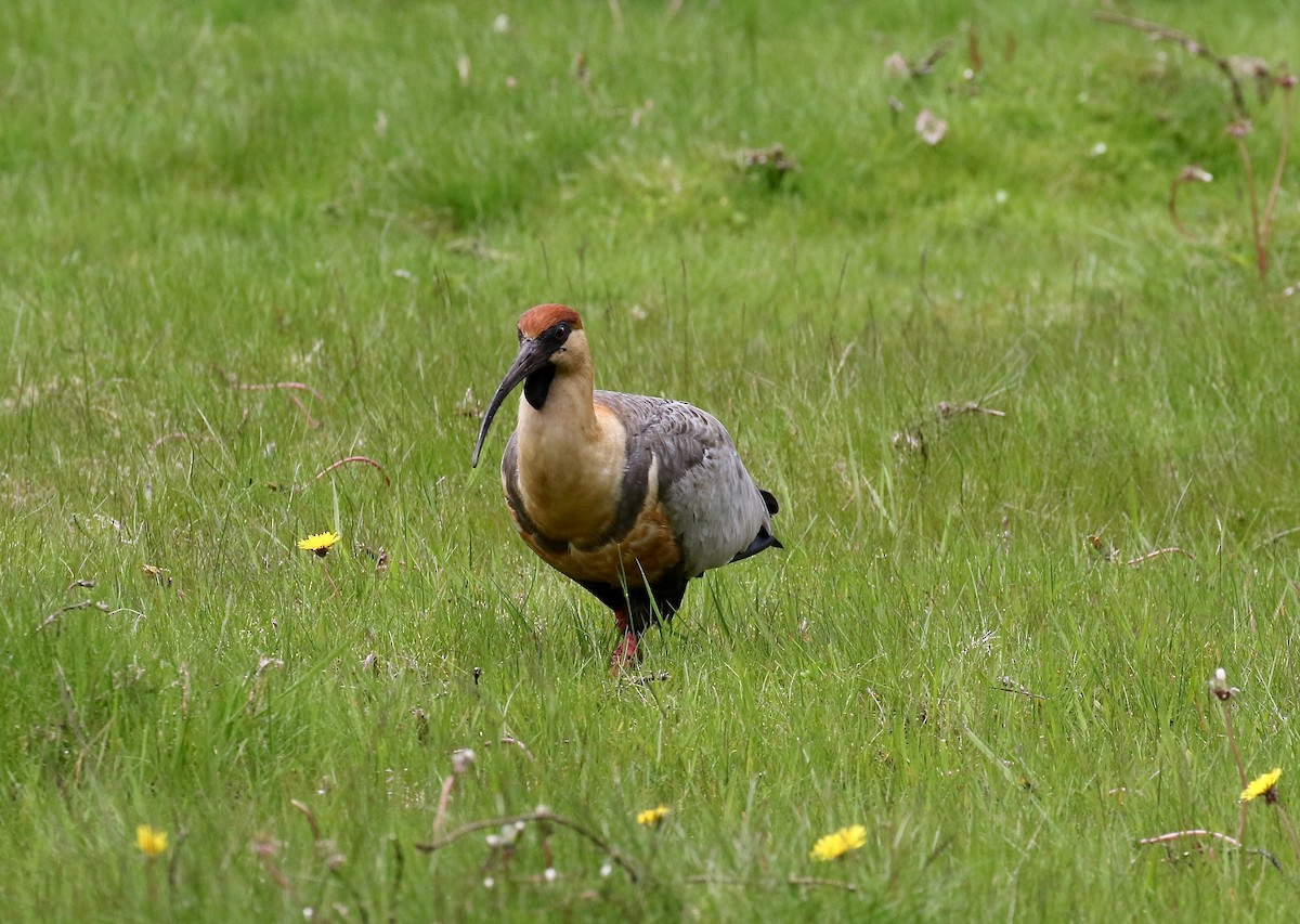 Чернолицый ибис - ML647809065