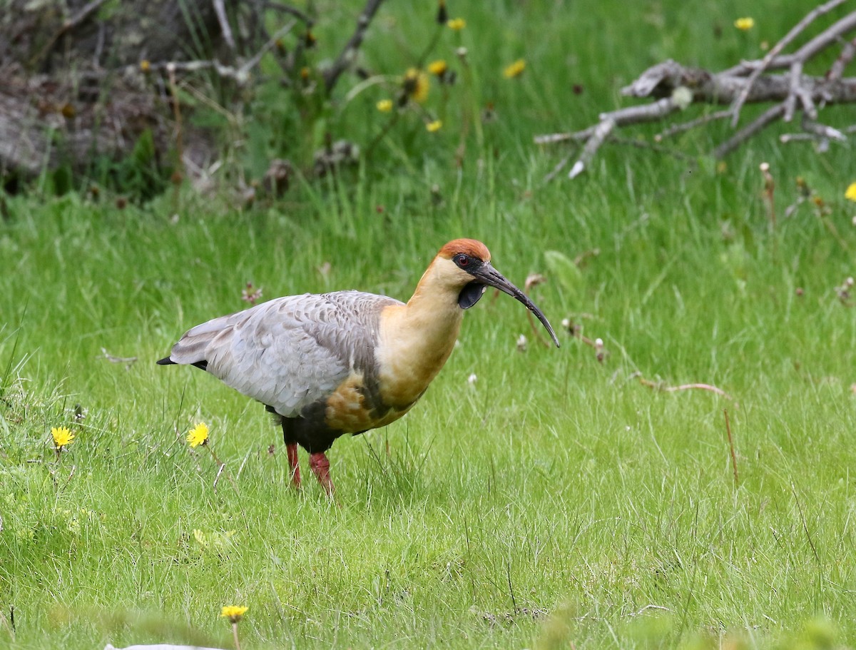 Чернолицый ибис - ML647809066