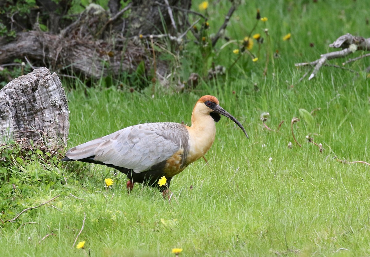 Чернолицый ибис - ML647809067