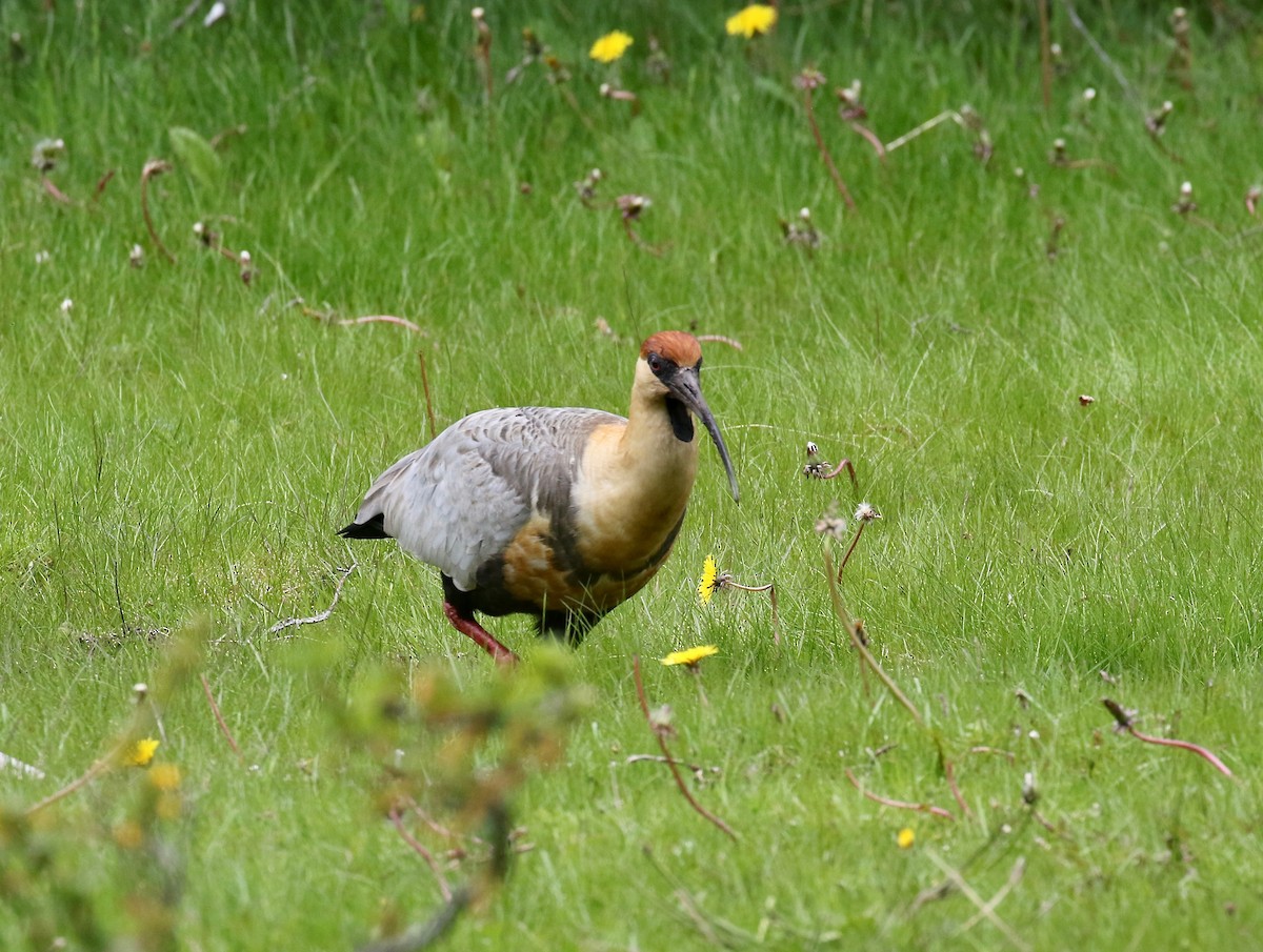 Чернолицый ибис - ML647809068