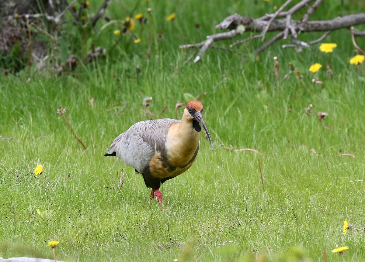 Чернолицый ибис - ML647809069