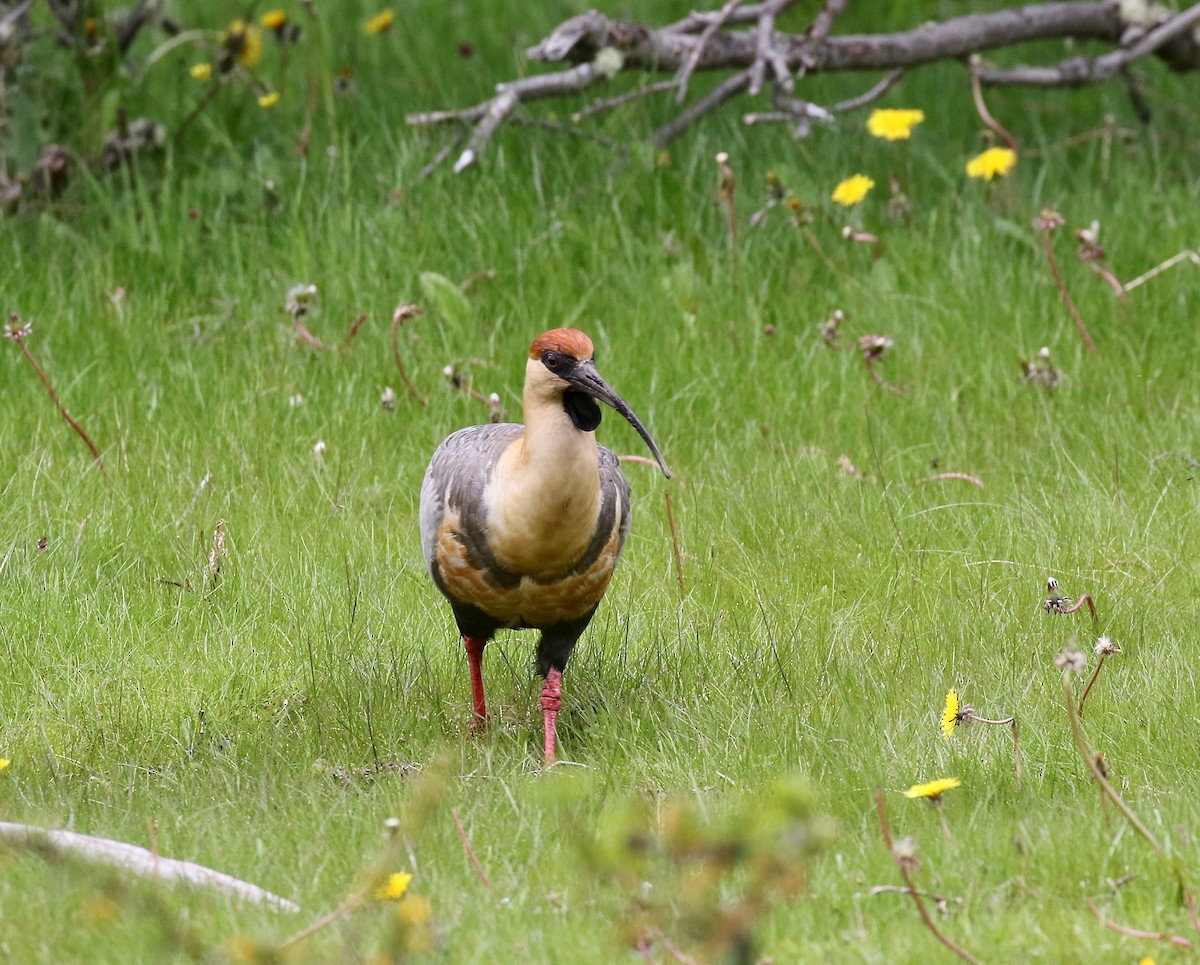 Чернолицый ибис - ML647809070