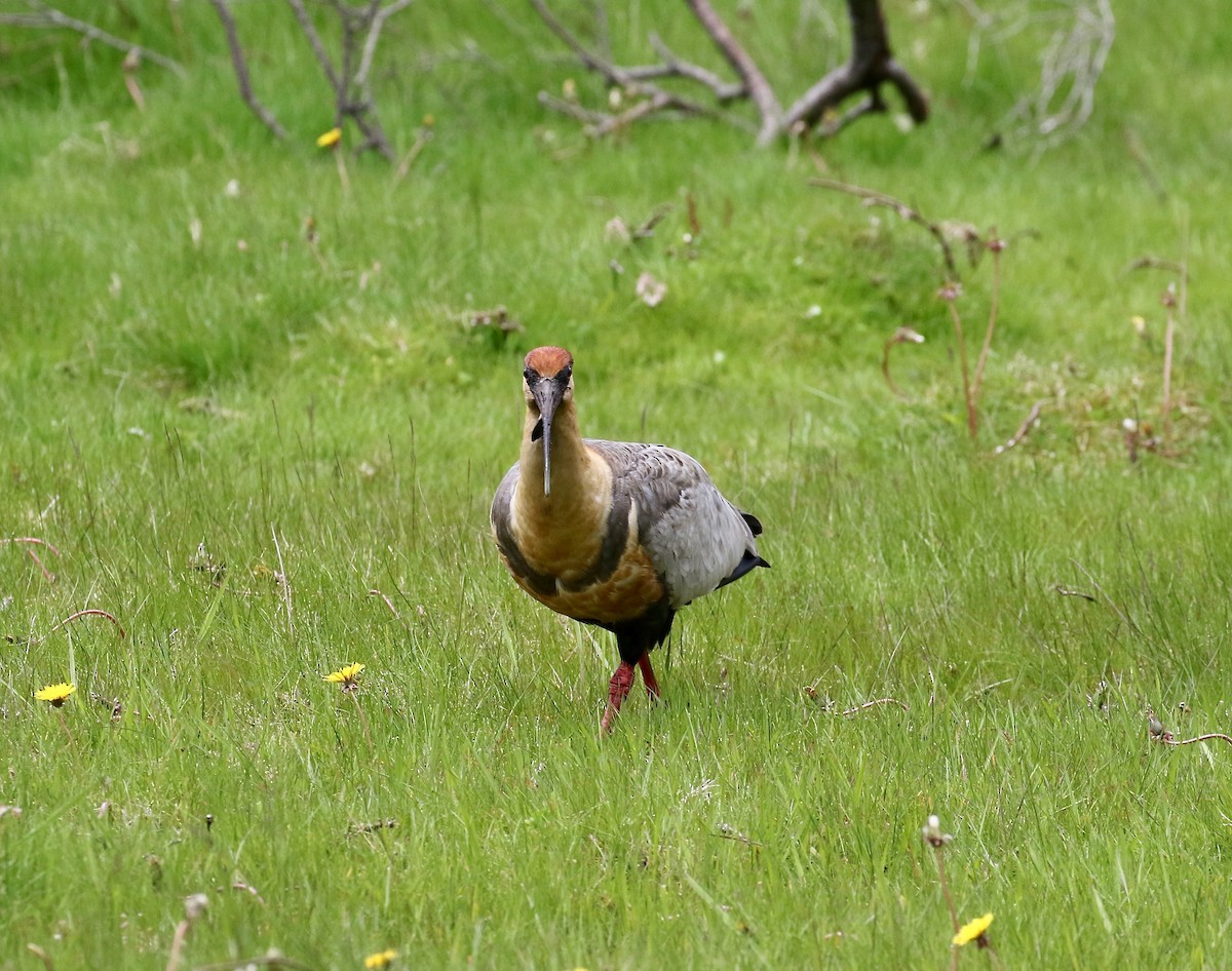Чернолицый ибис - ML647809071