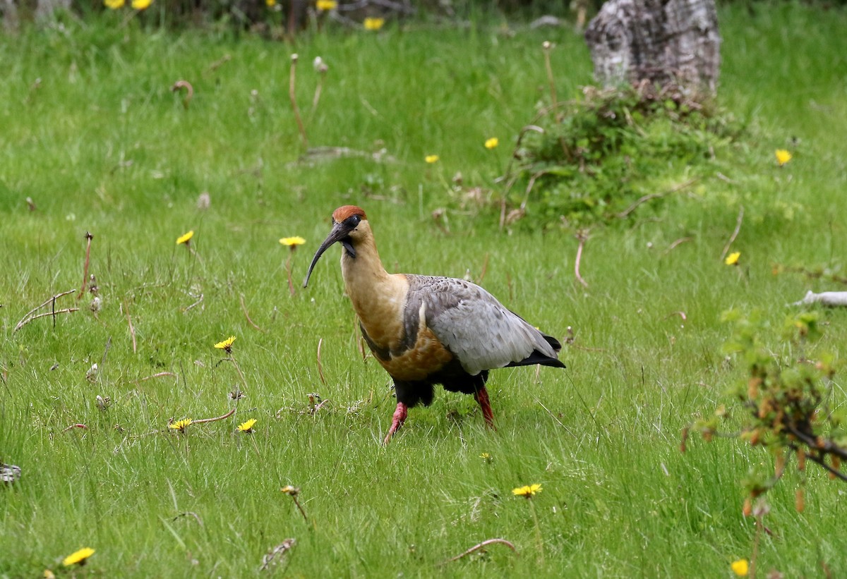 Чернолицый ибис - ML647809072