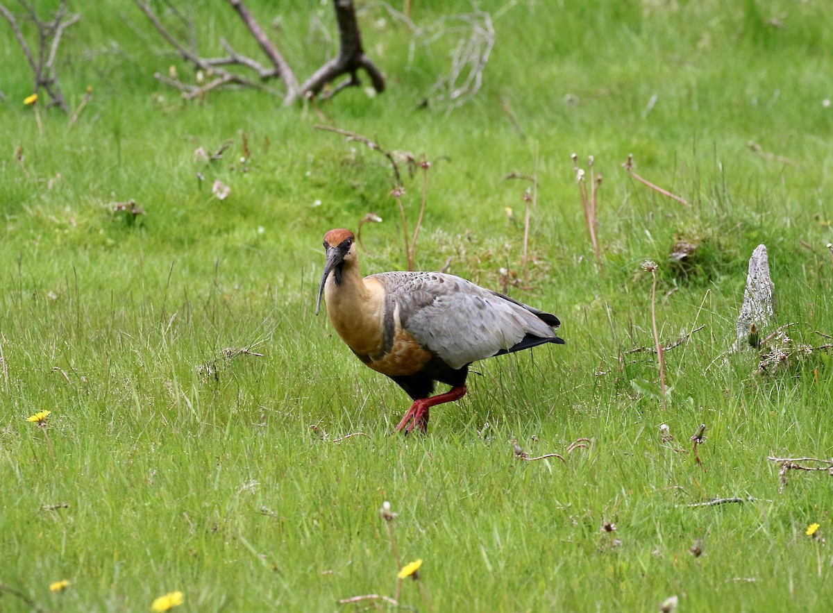 Чернолицый ибис - ML647809073