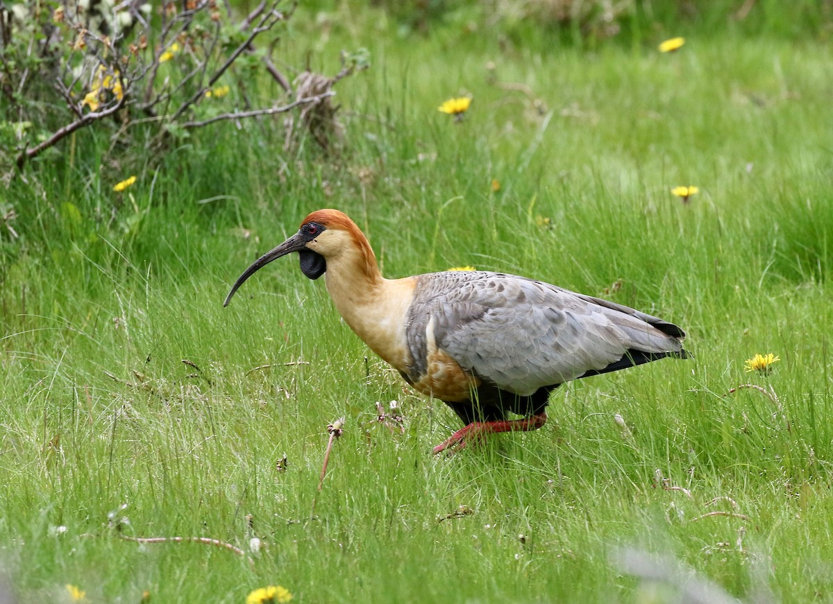 Чернолицый ибис - ML647809074