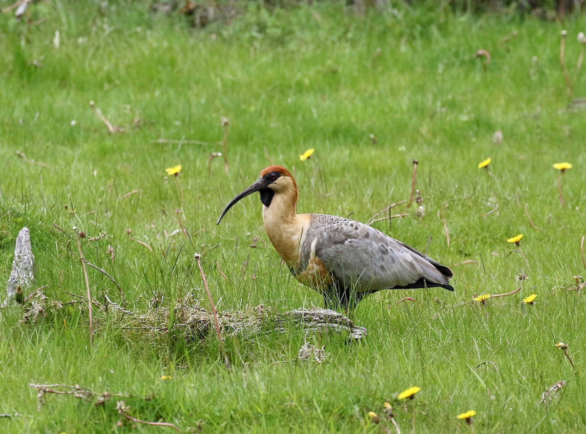 Чернолицый ибис - ML647809075