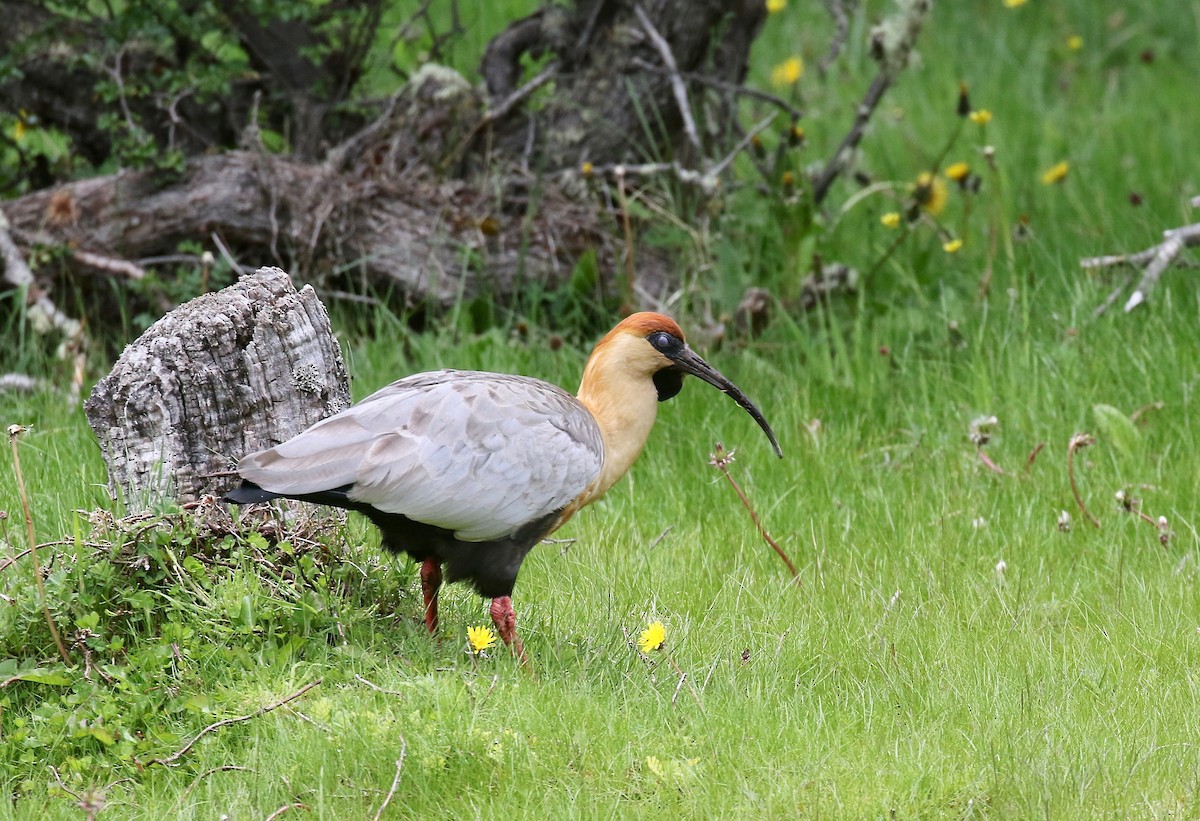 Bandurria Austral - ML647809077