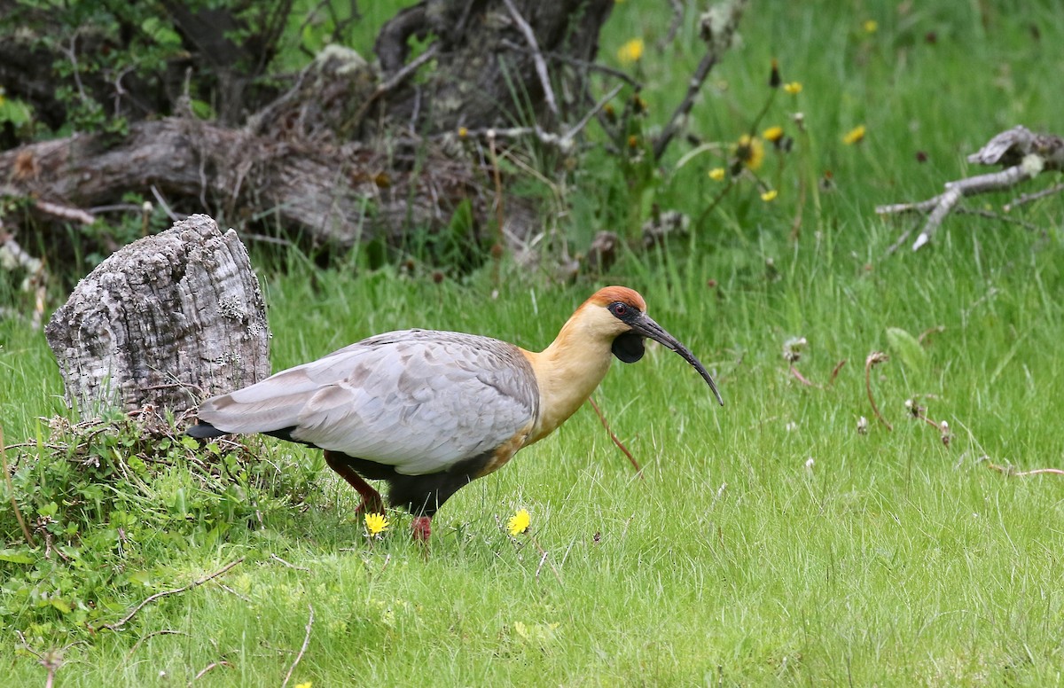 Чернолицый ибис - ML647809078