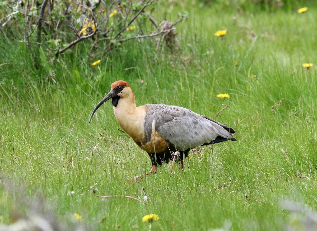 Bandurria Austral - ML647809079