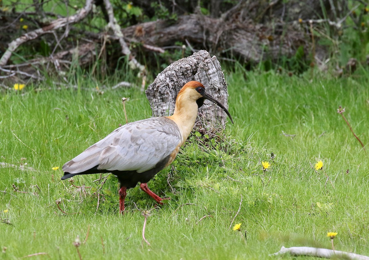 Bandurria Austral - ML647809080