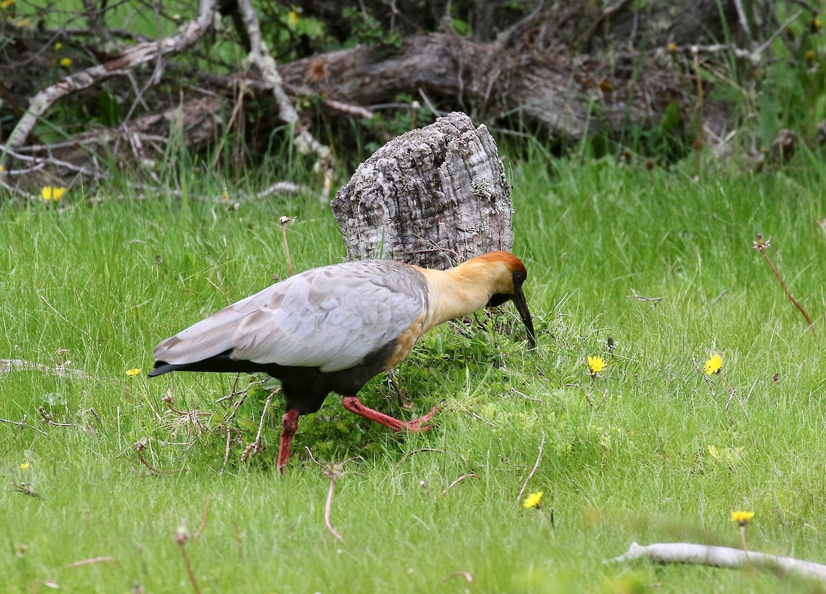 Bandurria Austral - ML647809081