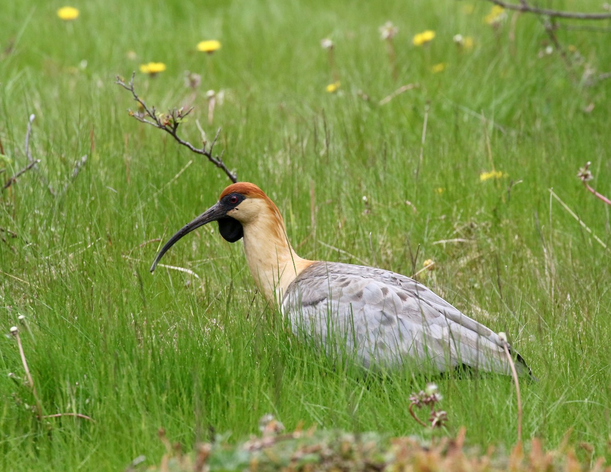 Bandurria Austral - ML647809087